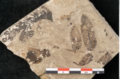 Foto (Detailansicht) von Sorbus aucuparia Linne (NHMW-GEO-2024-0188-15012)